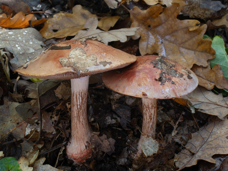 Cortinarius rufoolivaceus Cortinarius rufoolivaceus
